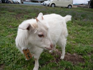 ヤギさん　240408 (1 - 1)